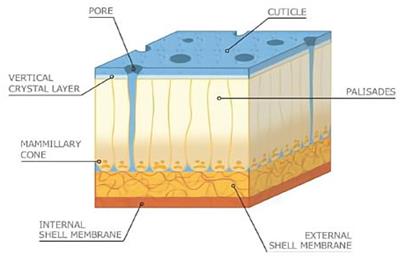 Advances in eggshell membrane separation and solubilization technologies